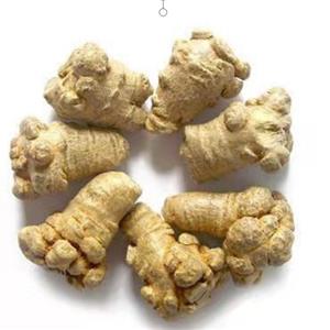 Dried Pseudoginseng